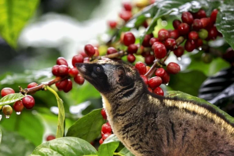 civette dans un caféier kopi Luwak origins: Traditional Coffee Plantation in Bali