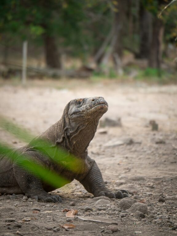 Dragons de Komodo : géants naturels de l’archipel indonésien