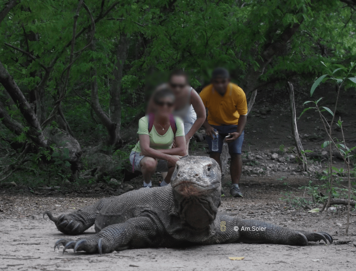 Dragon de Komodo-Rencontre encadrée par un guide sur l’île de Rinca