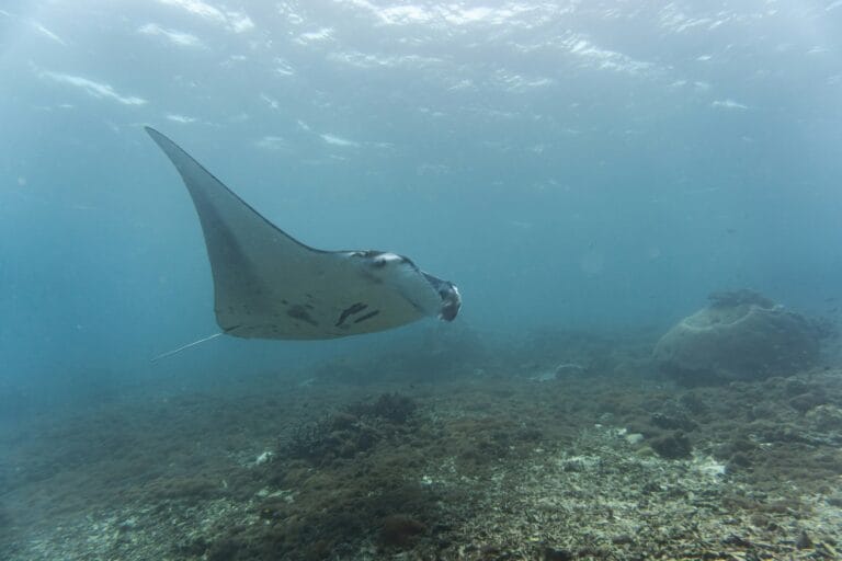 Les fonds marins de Komodo
