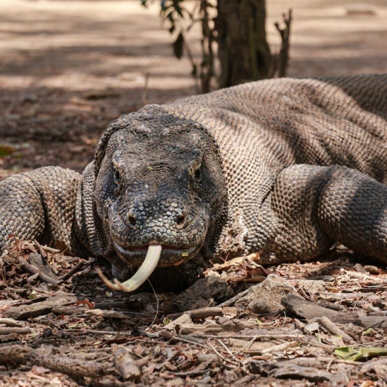 Dragons de Komodo : géants naturels de l’archipel indonésien