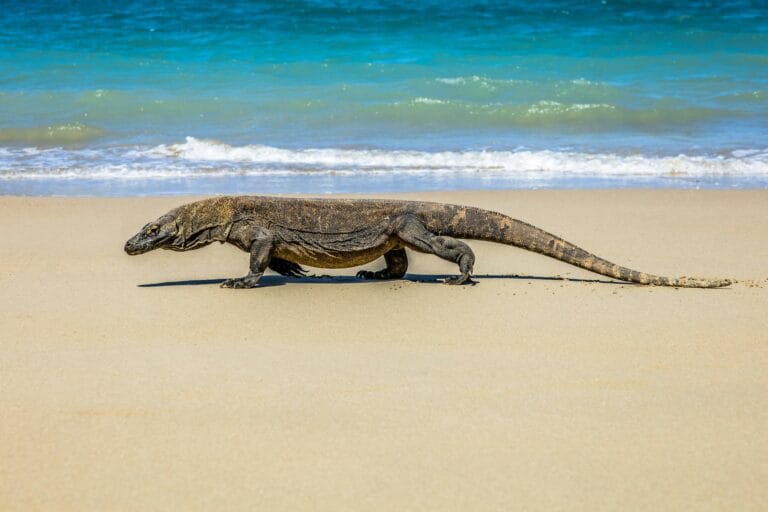 paysages naturels indonesie : Komodo et exploration marine