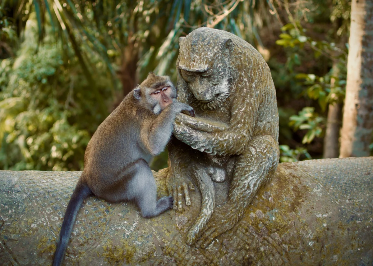 Macaques à la foret des singes de Ubud