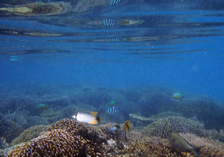 Poissons tropicaux dan sleur environnement naturel au parc de komodo
