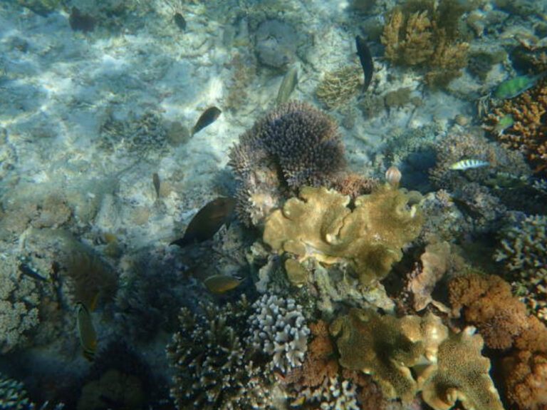 Recifs coralliens au parc national de Komodo