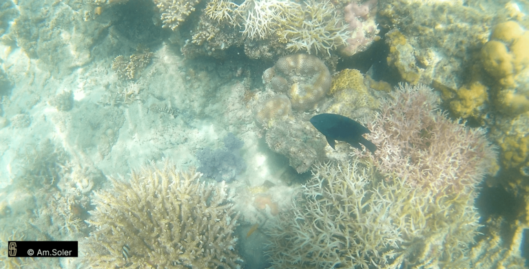 Poissons trpicaux et coraux au parc national de Komodo