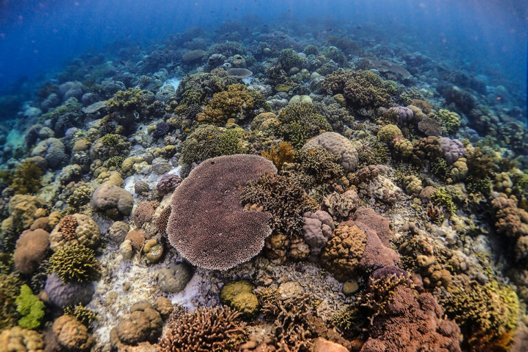 Coraux au parc national de Komodo