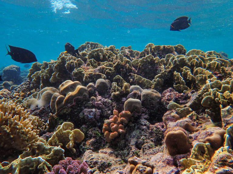 Poissons tropicaux et coraux au parc national de Komodo