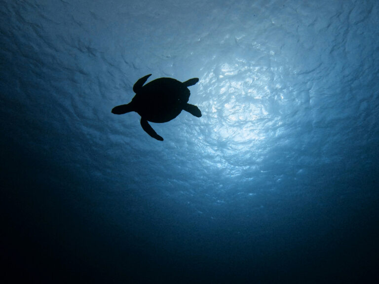 Tortue marine au pac national de Komodo