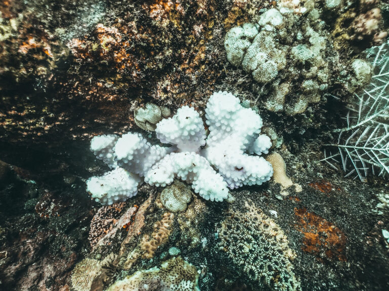 Corail mort lié à la pollution marine au parc national de Komodo