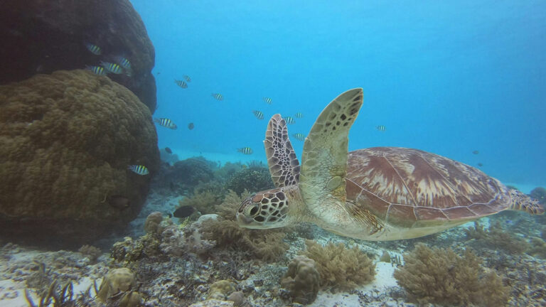 Parc national de Komodo: Tortue dans son environnement naturel