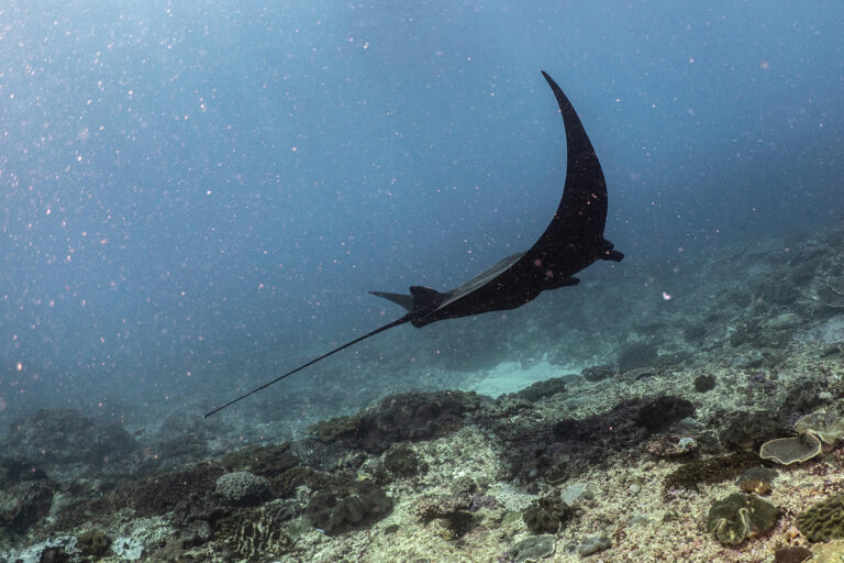 Raie Manta dans son environnement naturel au parc national de Komodo