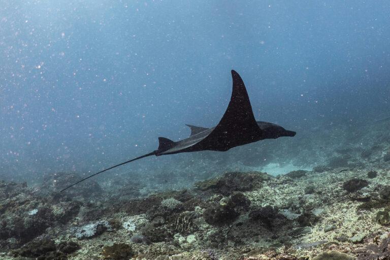 Raie Manta dans son environnement naturel au parc national de Komodo