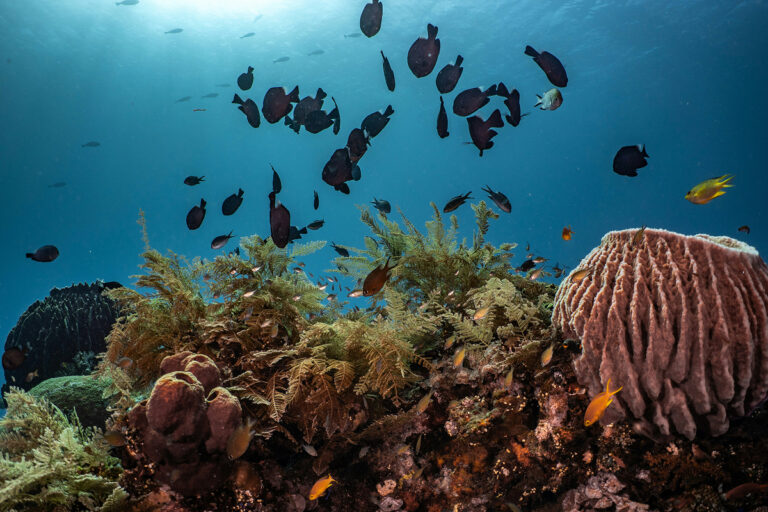 Recifs coralliens et pssons tropicaux dans leur environnement naturel