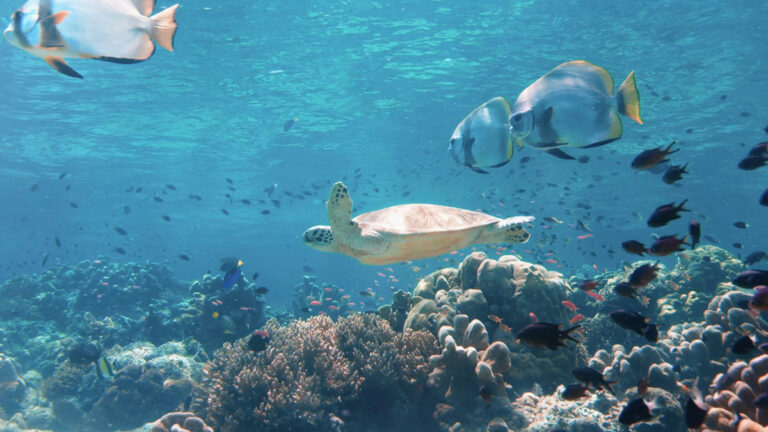 Parc national komodo: Tortue marine dan sson environnement naturel