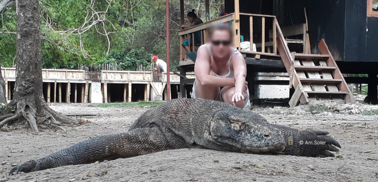 Rencontre avec les Dragons de Komodo sur l'île de Rinca.