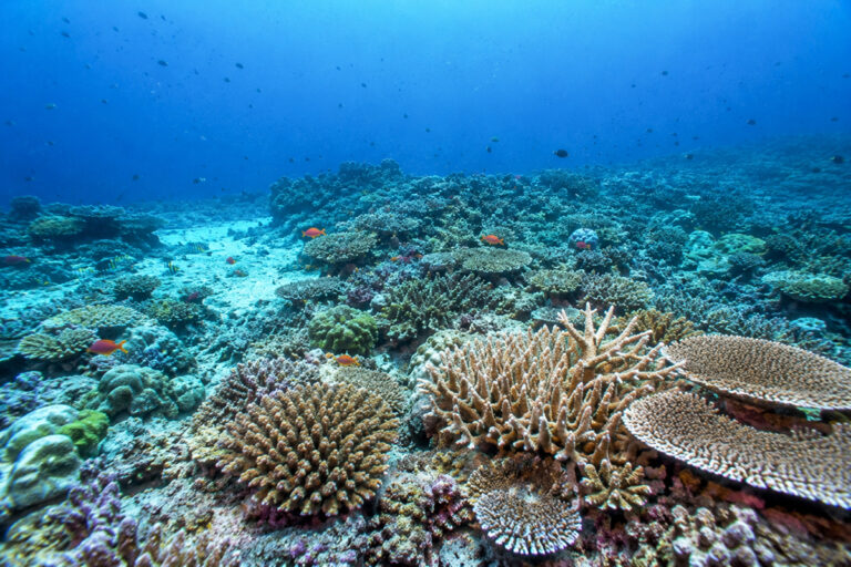 Les récifs coralliens du parc national de Komodo