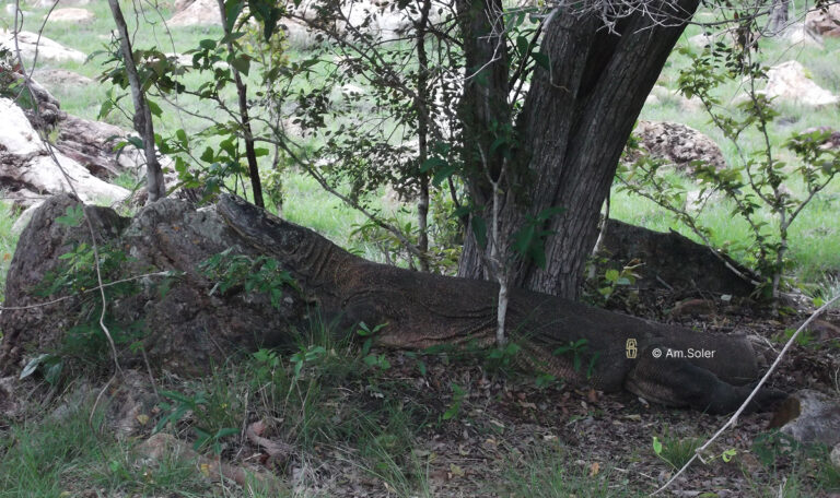 Dragons de Komodo se reposant à l'ombre des arbres.