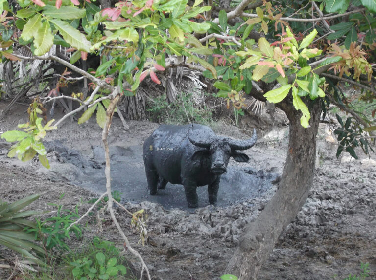 Un buffle dans sur environnement naturel.