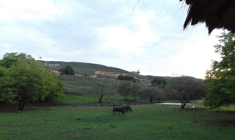 Collines et buffles sur l'île aux Dragons de Komodo.