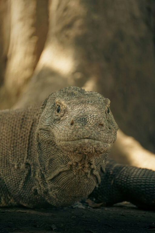 Dragon de Komodo