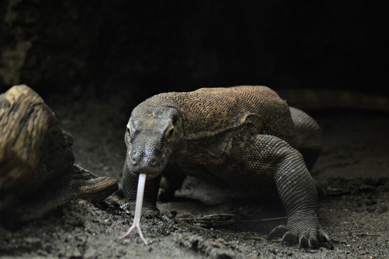 Dragon de Komodo