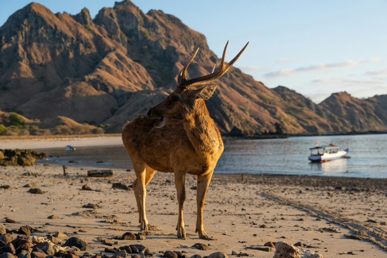 Cerf sur l'île aux Dragons de Komodo.