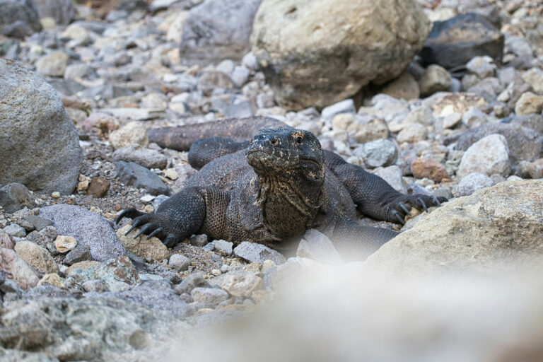 Dragon de Komodo dans son environnement naturel.