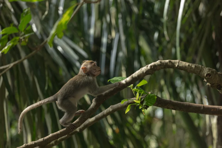 Macaques grimpant aux arbres dans la monkey forest d'Ubud en Indonesie.
