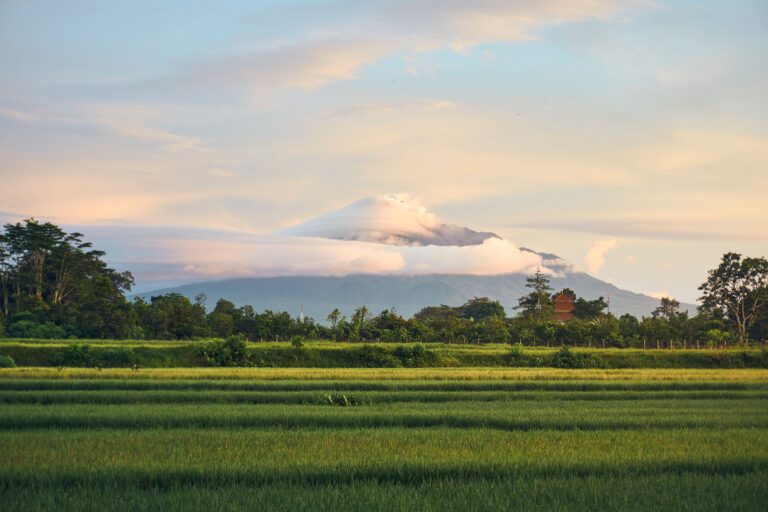 Mont merapi face aux rizieres de la regence de Magelang.