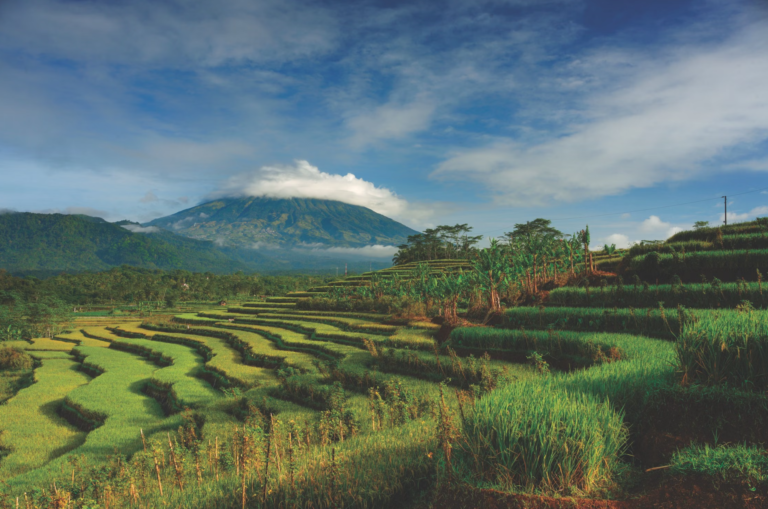 Volcan merapi et rizières dan sla régence de Magelang.