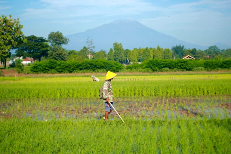 Terres et traditions: Les rizieres de magelang.
