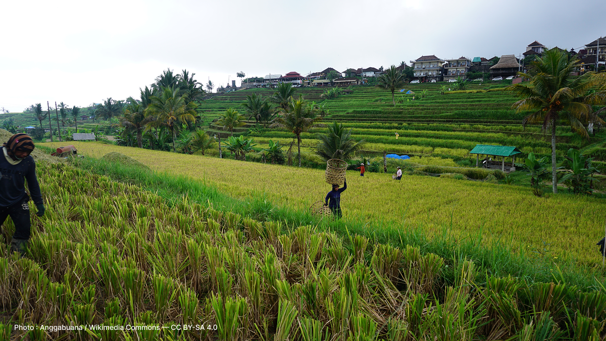 Culture du riz dans les rizières. Rice cultivation in paddy fields.