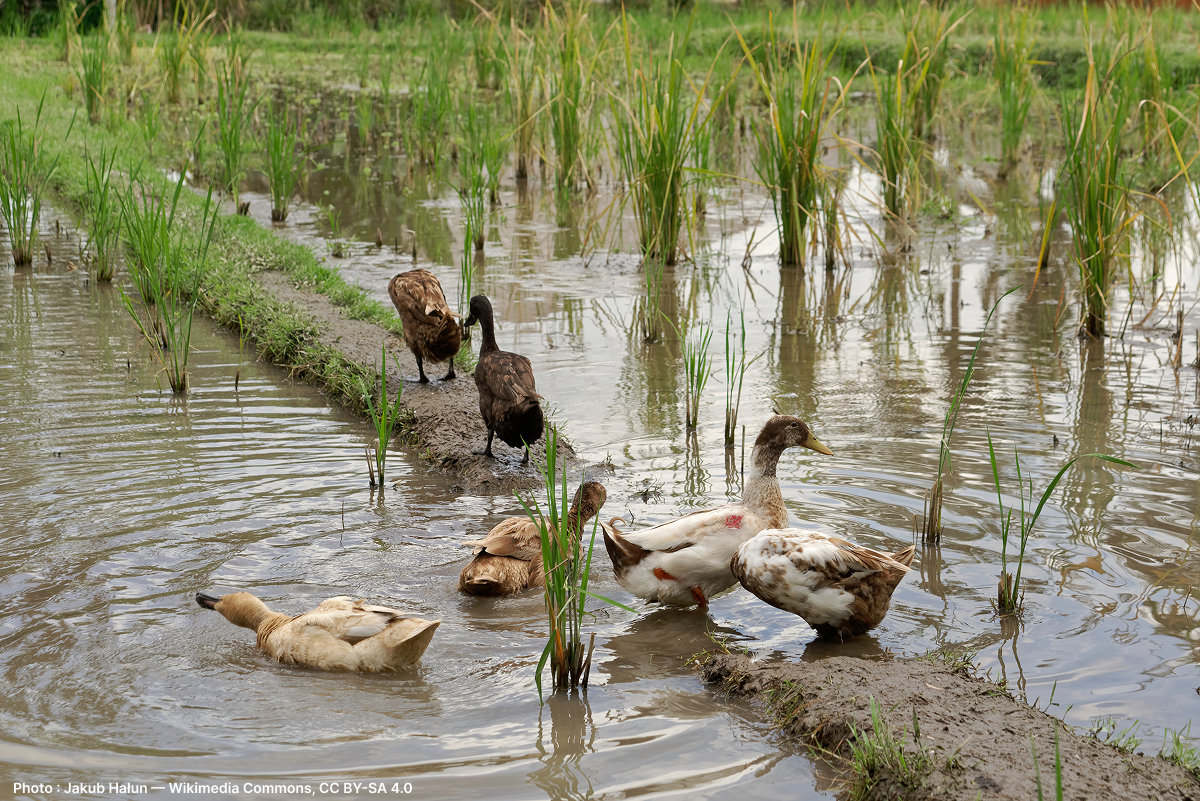 Les canards, compagnons des rizières. Ducks, companions of the rice paddies.