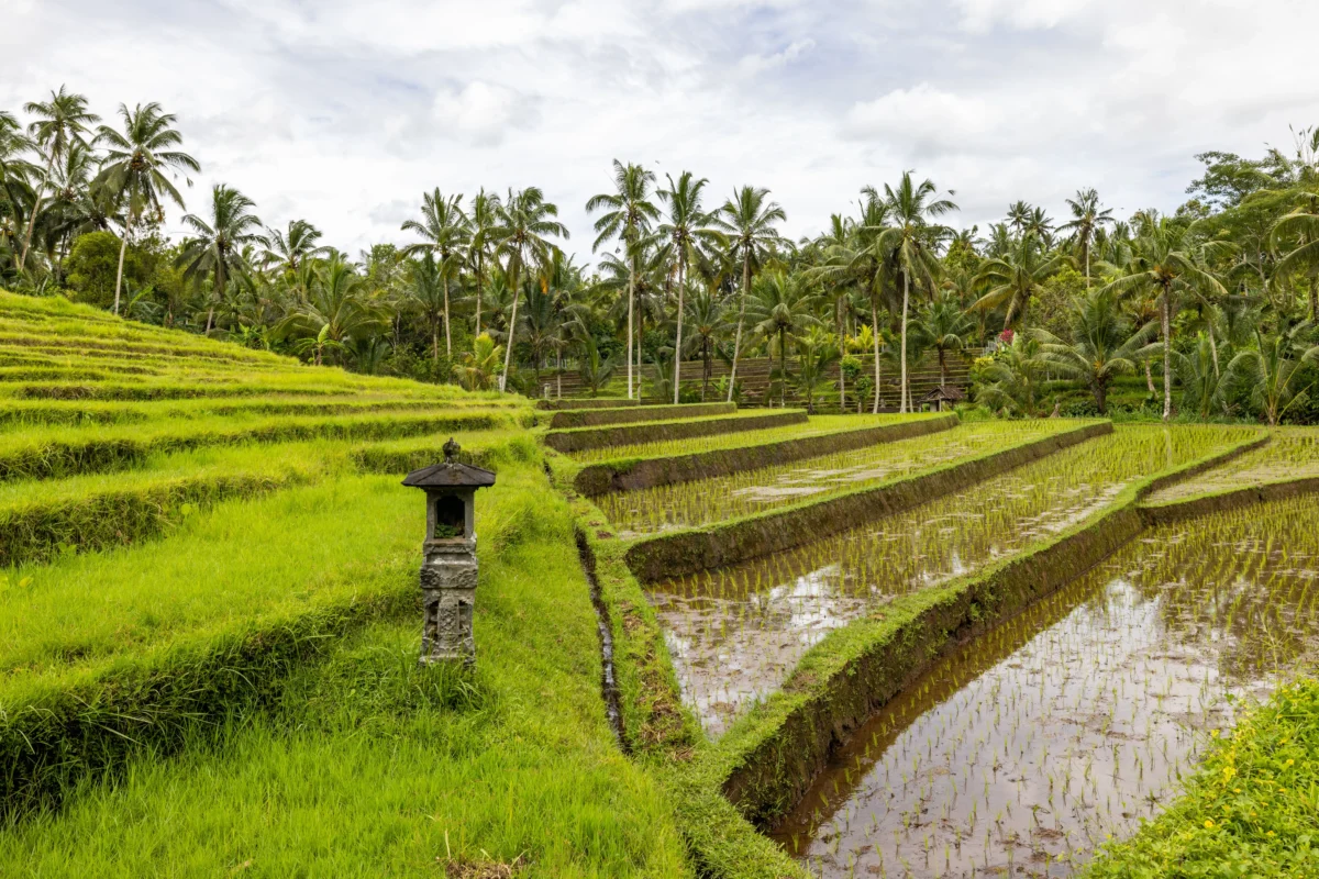 Les temples de l'eau. The Water Temples.