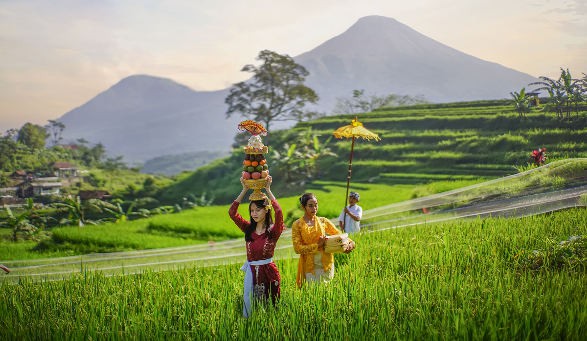 Cérémonie du riz dans les rizières. Rice-planting ceremony in the paddy fields.